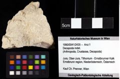 Foto (Objket + Etiketten) von Decapoda indet. 